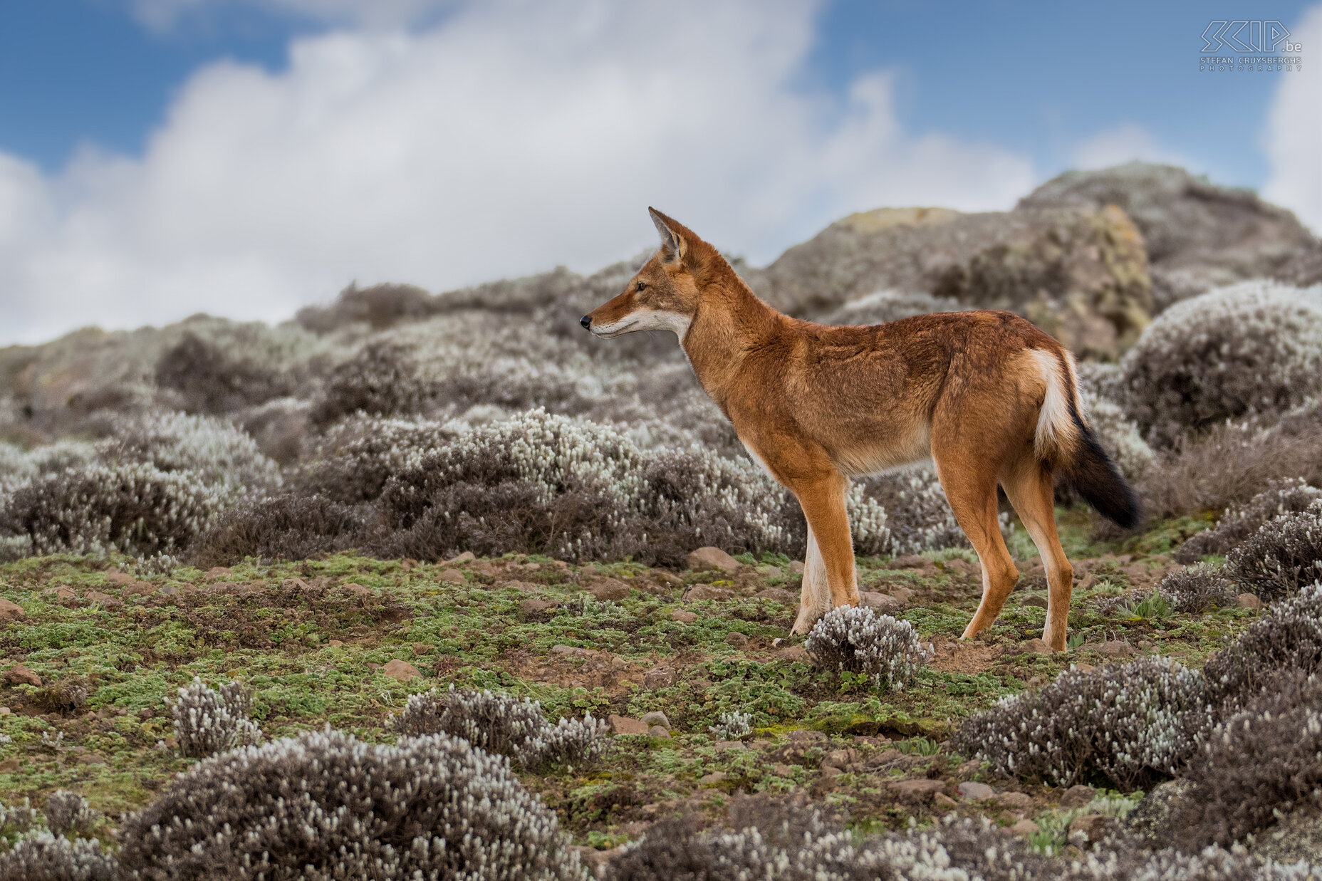 Bale Mountains - Sanetti - Ethiopian wolf De Ethiopische wolf (Canis simensis) is de meest zeldzame hondachtige en het meest bedreigde roofdier van Afrika. Er zijn verschillende organisaties die dit unieke dier trachten te beschermen. Meer dan de helft van de populatie leeft op het Sanetti Plateau in de Bale Mountains. Stefan Cruysberghs